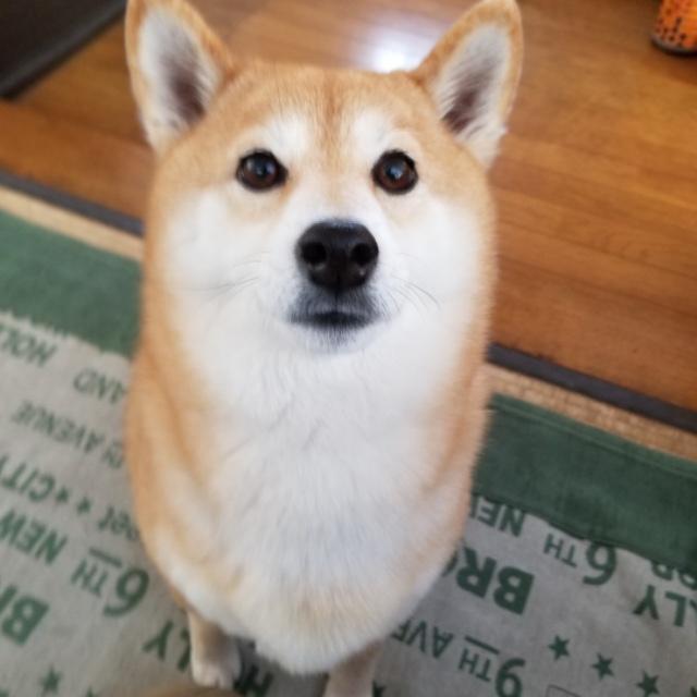 埼玉川口戸塚店 2匹の犬に守られている川口戸塚店の店長 ハウスクリーニングのことならおそうじ革命